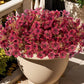 ☀️UV-Proof Bellflowers for Outdoors Decoration🌼