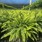 🌱 UV-Resistant Lifelike Artificial Boston Fern
