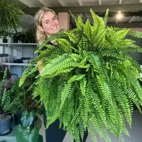 🌱 UV-Resistant Lifelike Artificial Boston Fern