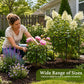 Round Plant Support Frame – Garden Stem Support Ring