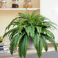 🌱 UV-Resistant Lifelike Artificial Boston Fern
