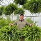 🌱 UV-Resistant Lifelike Artificial Boston Fern